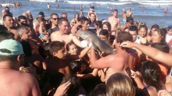 Muere bebé delfín al ser sacado del mar por turistas 0