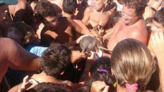 Muere bebé delfín al ser sacado del mar por turistas 1