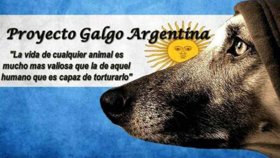 PROYECTO GALGO. La organización que impulsó la ley (Facebook Proyecto Galgo).
