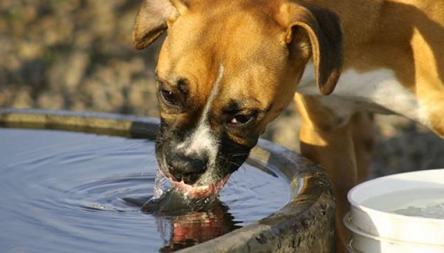 HIDRATACIÓN. En las mascotas, debe producirse con agua de manera exclusiva. (Aguas Cordobesas)