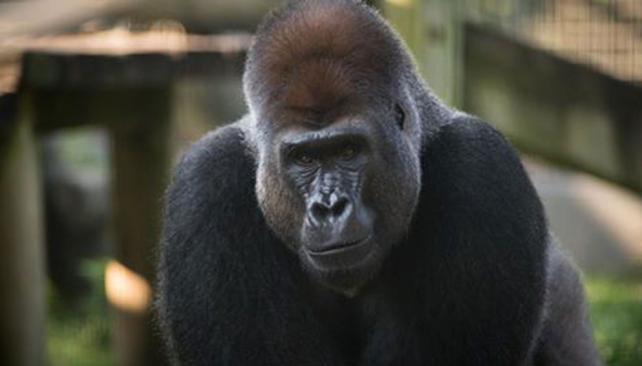 ANNAKKA. Murió a los 31 años (Foto de Facebook Columbus Zoo and Aquarium)