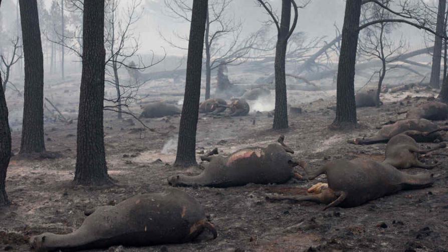 Caballos muertos. Los animales no pudieron escapar de las llamas. Fue en el paraje Carahuasi, en cercanías de Yacanto (La Voz).